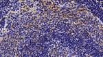 CCL3 Antibody in Immunohistochemistry (Paraffin) (IHC (P))