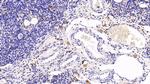 CCL3 Antibody in Immunohistochemistry (Paraffin) (IHC (P))
