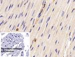 CCL3 Monoclonal Antibody (C6)