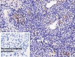 CCL3 Antibody in Immunohistochemistry (Paraffin) (IHC (P))
