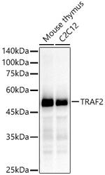 TRAF2 Recombinant Rabbit Monoclonal Antibody (3S2A8)