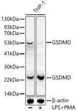 GSDMD Antibody in Western Blot (WB)