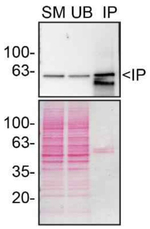 Beclin 1 Antibody in Immunoprecipitation (IP)