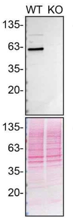 Beclin 1 Antibody in Western Blot (WB)