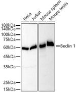 Beclin 1 Recombinant Rabbit Monoclonal Antibody (9D8K9)