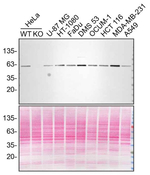 Beclin 1 Antibody in Western Blot (WB)