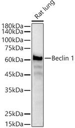 Beclin 1 Antibody in Western Blot (WB)
