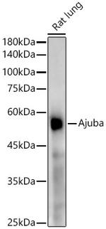 AJUBA Antibody in Western Blot (WB)