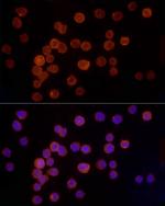 Cathepsin G Antibody in Immunocytochemistry (ICC/IF)