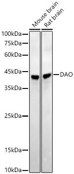 DAO Recombinant Rabbit Monoclonal Antibody (1G4U2)