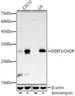 CHOP Antibody in Western Blot (WB)