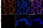 CHI3L1 Antibody in Immunocytochemistry (ICC/IF)