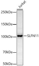 SLFN11 Antibody in Western Blot (WB)