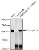 PKM2 Antibody in Immunoprecipitation (IP)