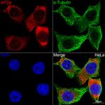 EIF2S1 Recombinant Rabbit Monoclonal Antibody (0I10W9)
