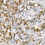 Human IgG (Fc) Antibody in Immunohistochemistry (Paraffin) (IHC (P))