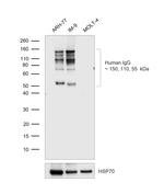 Human IgG (Fc) Antibody
