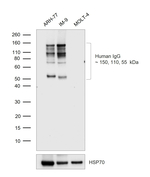 Human IgG (Fc) Antibody in Western Blot (WB)