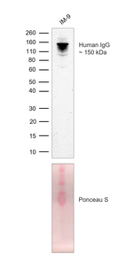 Human IgG (Fc) Antibody in Western Blot (WB)