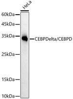 C/EBP delta Antibody in Western Blot (WB)