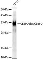 C/EBP delta Recombinant Rabbit Monoclonal Antibody (2O1A6)