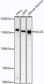 SIN3A Recombinant Rabbit Monoclonal Antibody (3W9A10)