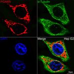 PGAM5 Recombinant Rabbit Monoclonal Antibody (7J3A5)