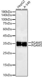 PGAM5 Antibody in Western Blot (WB)