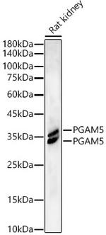 PGAM5 Antibody in Western Blot (WB)
