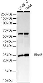 RhoB Antibody in Western Blot (WB)