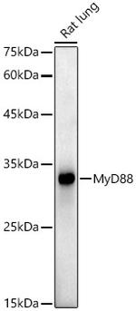 MyD88 Recombinant Rabbit Monoclonal Antibody (5R9C5)