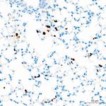 Ly-6G Antibody in Immunohistochemistry (Paraffin) (IHC (P))