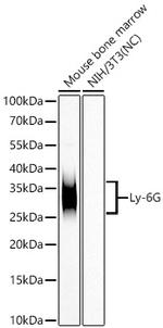 Ly-6G Antibody in Western Blot (WB)