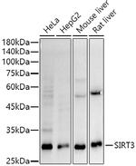 SIRT3 Recombinant Rabbit Monoclonal Antibody (5T9J5)