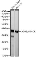 ADH5 Recombinant Rabbit Monoclonal Antibody (1N1G4)
