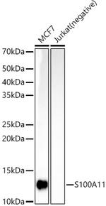 S100A11 Antibody in Western Blot (WB)