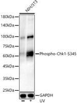 Phospho-Chk1 (Ser345) Recombinant Rabbit Monoclonal Antibody (4E3N9)