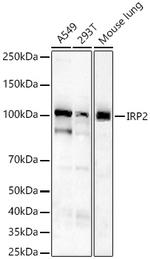IREB2 Antibody in Western Blot (WB)
