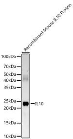 IL-10 Recombinant Rabbit Monoclonal Antibody (1P10I3)