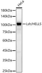 HELLS Antibody in Western Blot (WB)