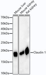 Claudin 1 Recombinant Rabbit Monoclonal Antibody (9C3P1)