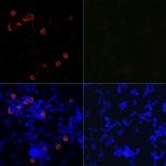 SARS-CoV-2 3CLpro Recombinant Rabbit Monoclonal Antibody (1G8P9)