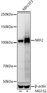 Nrf2 Recombinant Rabbit Monoclonal Antibody (6W6R7)