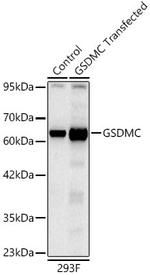 GSDMC Antibody in Western Blot (WB)
