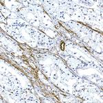 Caveolin 1 Antibody in Immunohistochemistry (Paraffin) (IHC (P))