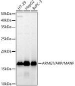 ARMET Antibody in Western Blot (WB)