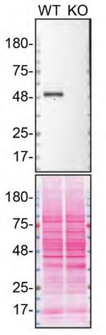 TRIM21 Antibody