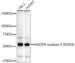 NOX4 Antibody in Western Blot (WB)