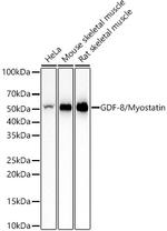 Myostatin Recombinant Rabbit Monoclonal Antibody (3W2K7)
