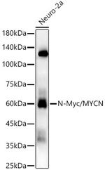 n-Myc Recombinant Rabbit Monoclonal Antibody (1Q4E4)